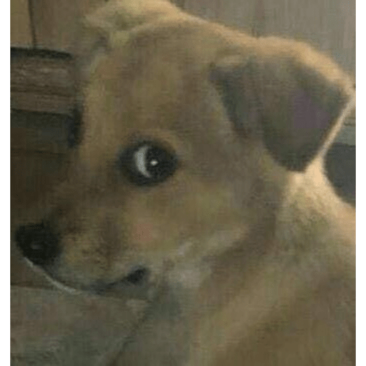 Doggo 2