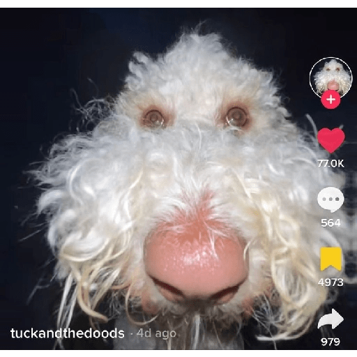 Reaçao 13
