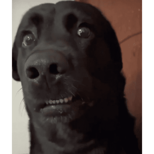 MEME REACTION 2026 14