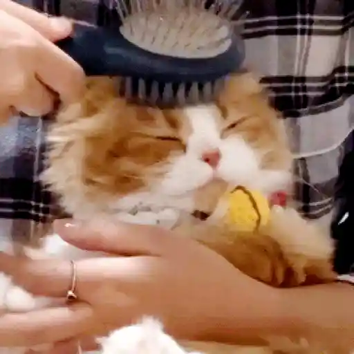 สติกเกอร์