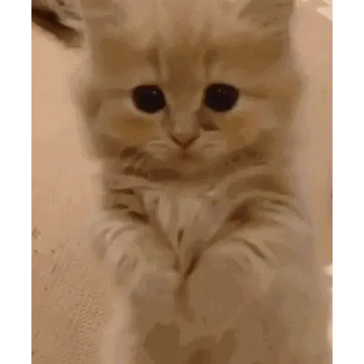 ANIMAL REACTION 13