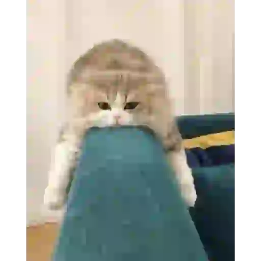 ANIMAL REACTION 12