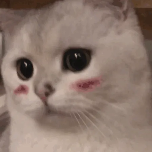 ANIMAL REACTION 7