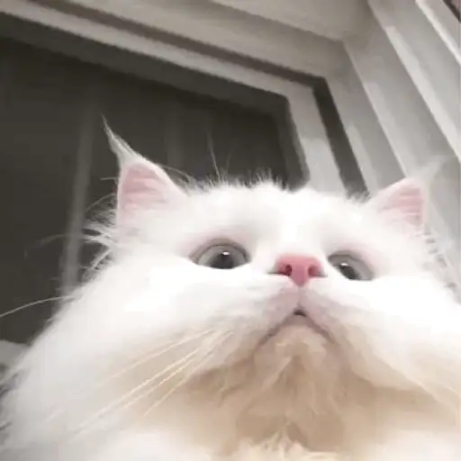 ANIMAL REACTION 10