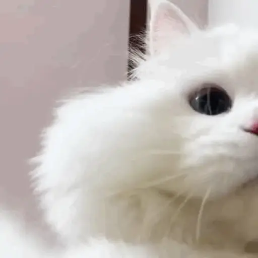 ANIMAL REACTION 14
