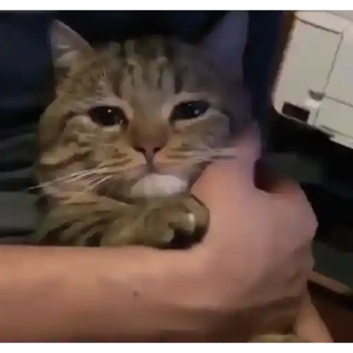 ANIMAL REACTION 9