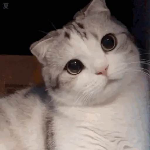 ANIMAL REACTION 5