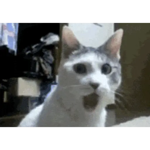 ANIMAL REACTION 8