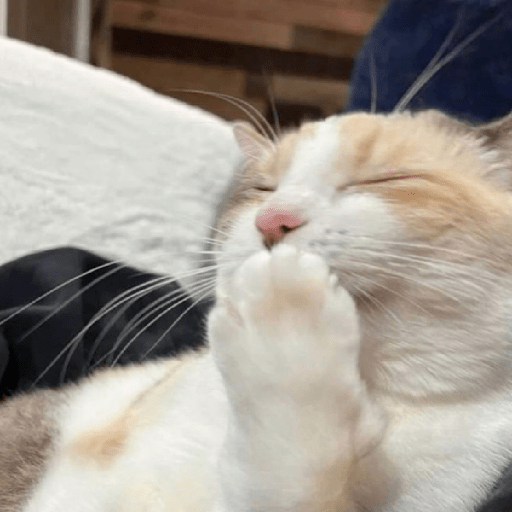 Gatitos 😺 3