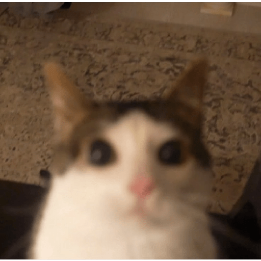 Gatitos 😹 2