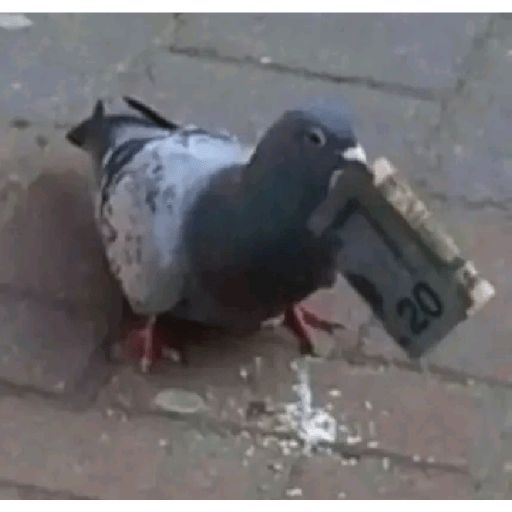 Palomas <3 10