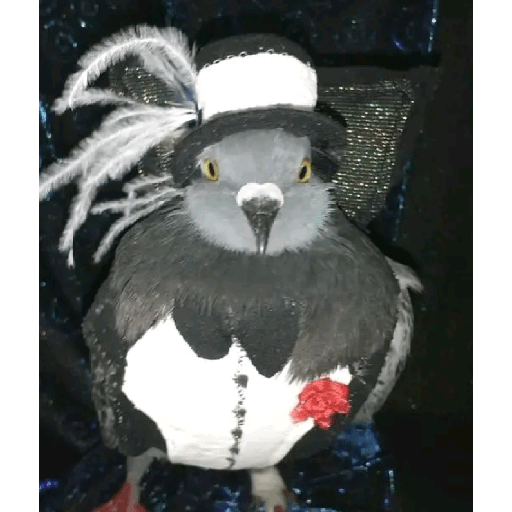 Palomas <3 9