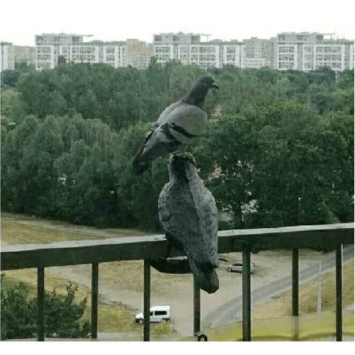 Palomas <3 8