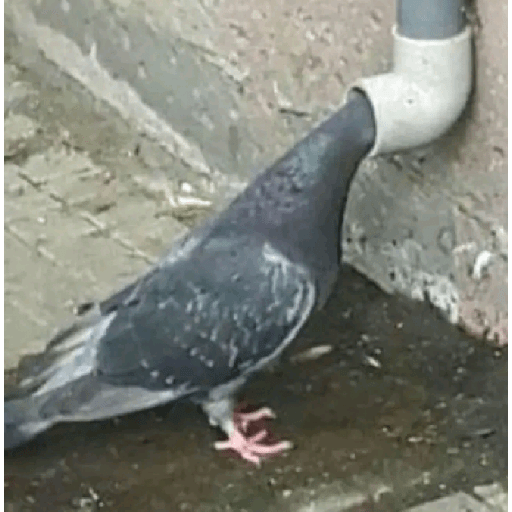 Palomas <3 7