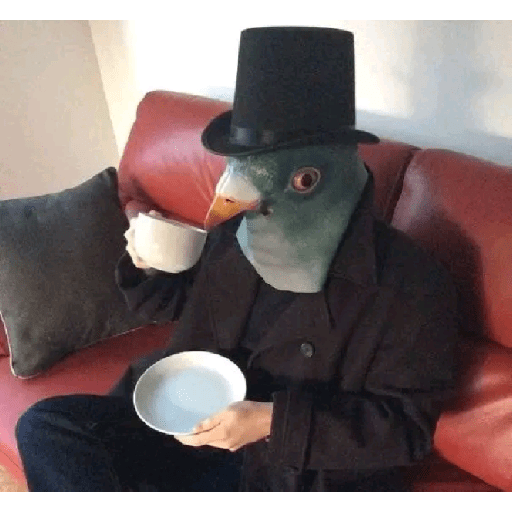 Palomas <3 6