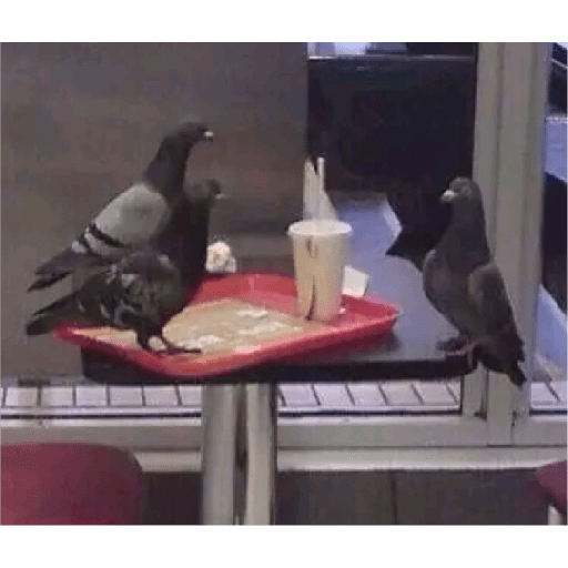 Palomas <3 5