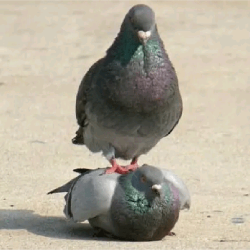 Palomas <3 4