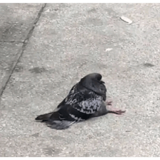 Palomas <3 3