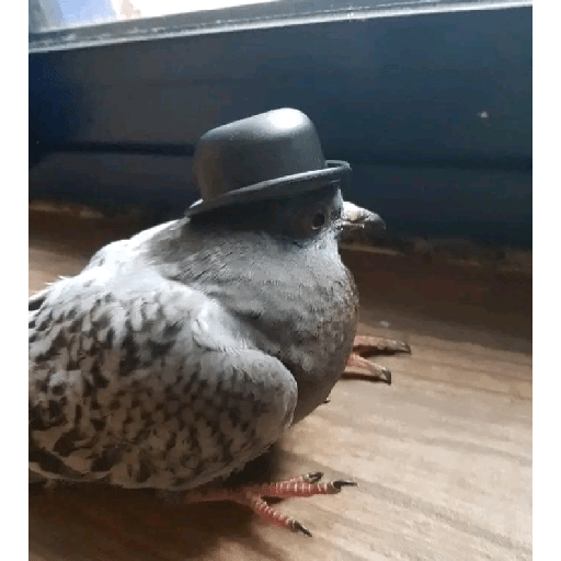 Palomas <3 2