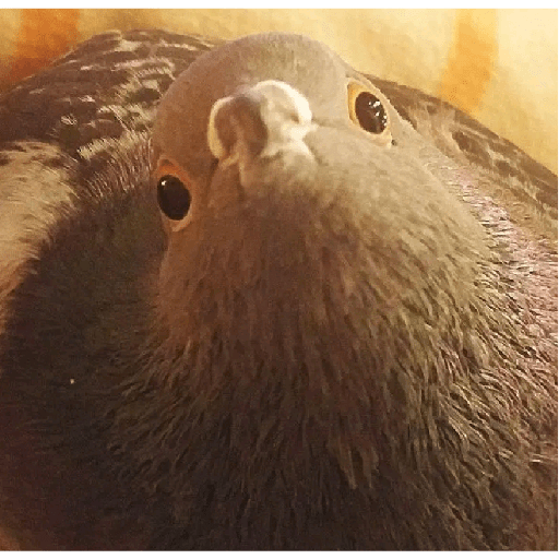 Palomas <3 1