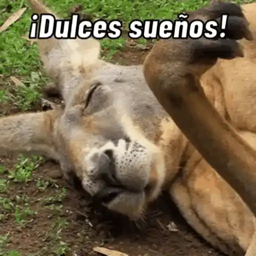 Dulces sueños 4