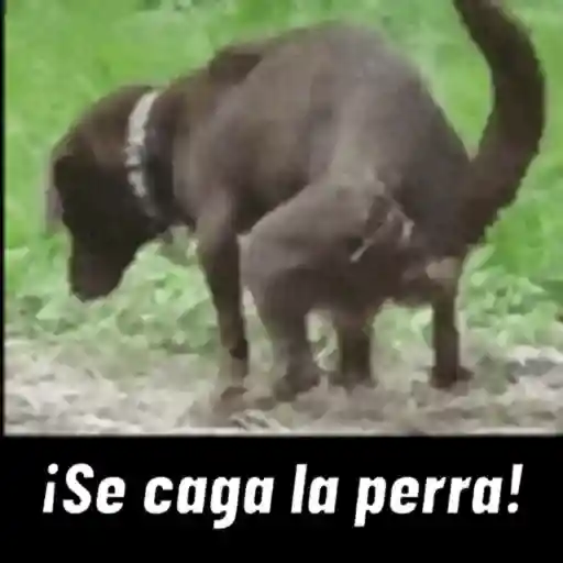 Expletivos 13