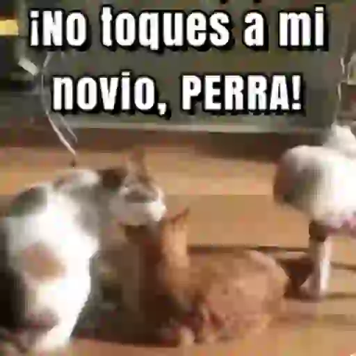 Expletivos 23