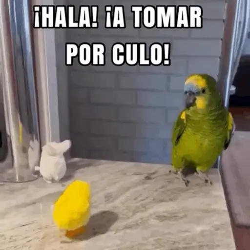 Expletivos 5
