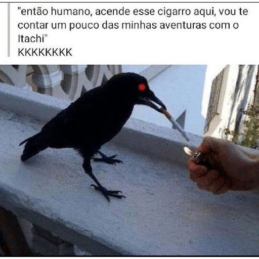 Corvos memes 12