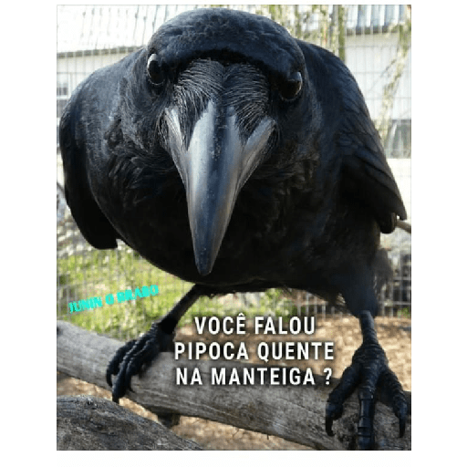 Corvos memes 14