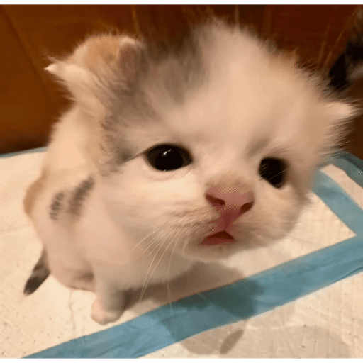 Gatitobonito 1
