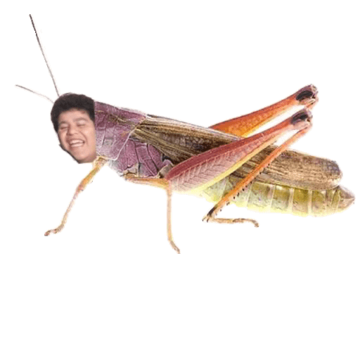 Memesticker 1.1  24