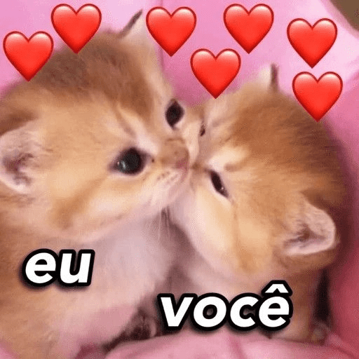 AMOR 6