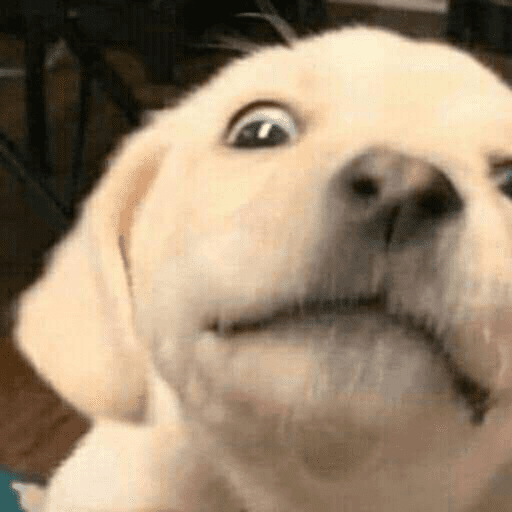 ANIMAIS DEBOCHADOS 😂 10