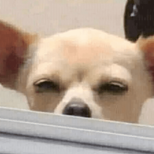 ANIMAIS DEBOCHADOS 😂 12