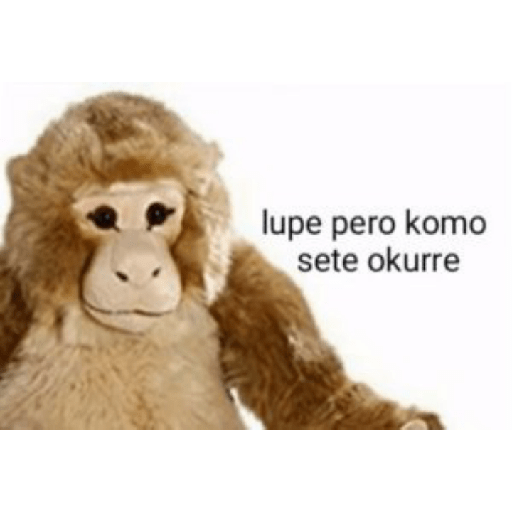 Memes de peluches 🧸 💞 3 19
