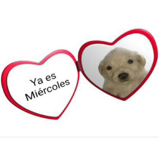 Memes de peluches 🧸 💞 3 25
