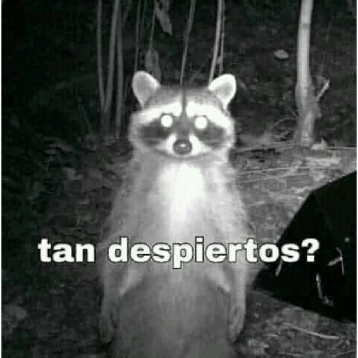 Memes de peluches 🧸 💞 3 24