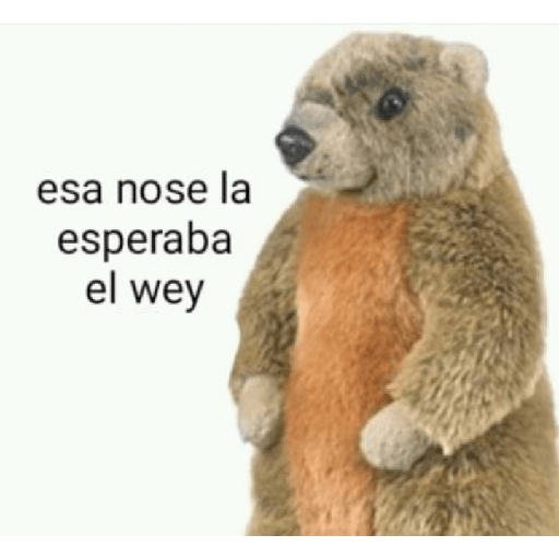Memes de peluches 🧸 💞 3 4