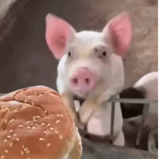 🐼 ANIMALITOS MOODS 🐽 6