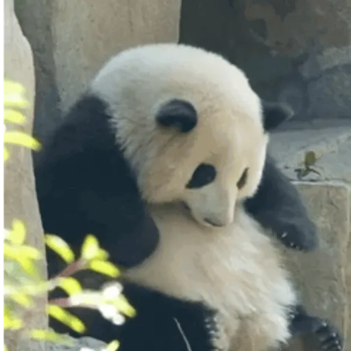 🐼 ANIMALITOS MOODS 🐽 1
