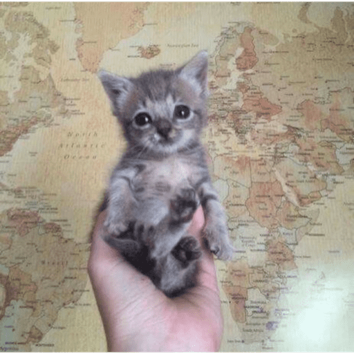 Gatito u.U 29