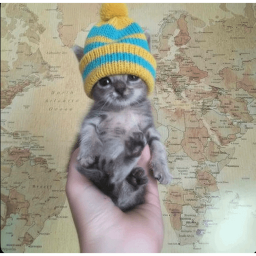 Gatito u.U 28