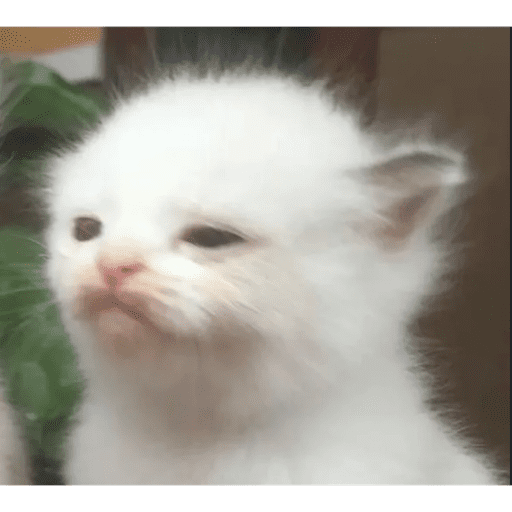 Gatito u.U 2