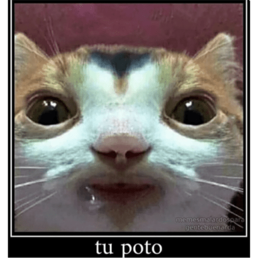 Gatito u.U 26