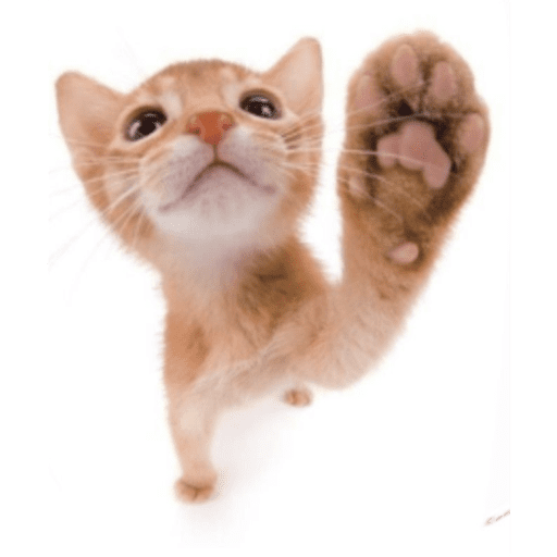 Gatito u.U 21