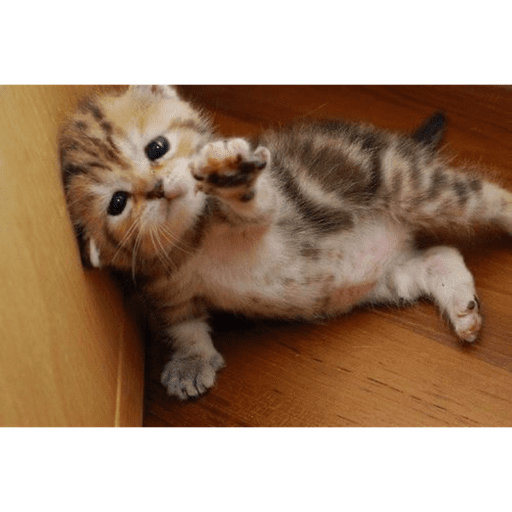 Gatito u.U 30