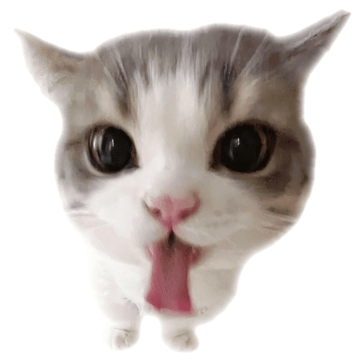 Gatito u.U 20
