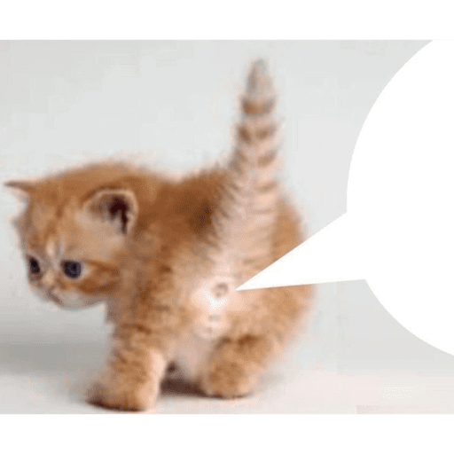 Gatito u.U 22