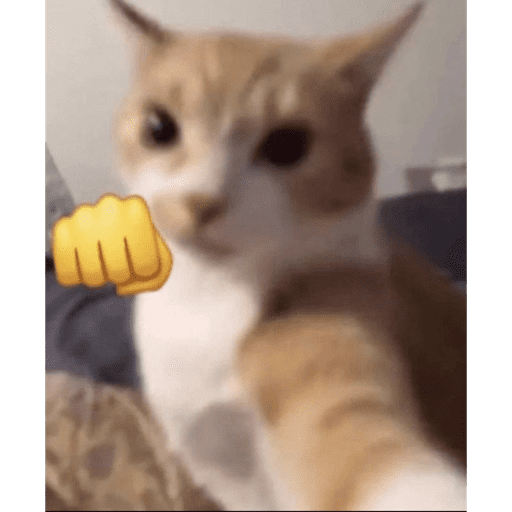 Gatito u.U 3